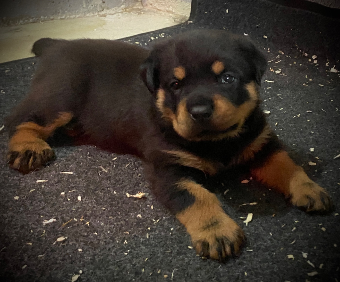Von Der Vieren Satt - Chiots disponibles - Rottweiler
