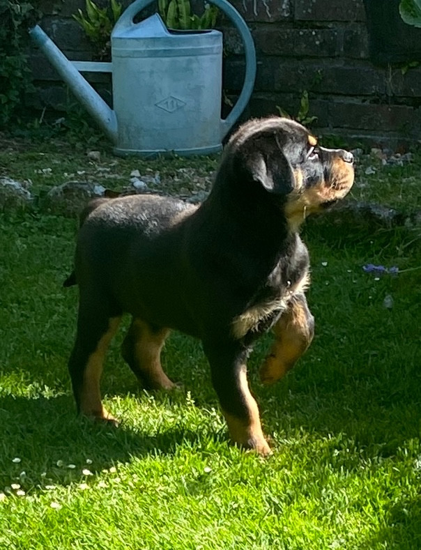 Von Der Vieren Satt - Chiots disponibles - Rottweiler